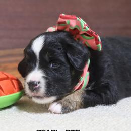 Pearl Black Tri Female - Black tri female Miniature Australian Shepherd puppy in Nacogdoches, Texas from TK Standard, Mini, & Toy Aussies