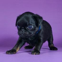 AKC Blue Collar - Black and tan male Brussels Griffon puppy in Florida from Robin’s Griffons