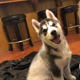 Siberian Huskies from Anna Weber's Siberian Huskies