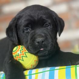 Bud - Black male Labrador Retriever puppy in Dixon, California from Rosslyn Labradors (Rose-Line)
