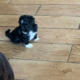 Percy - Black and white male Havanese puppy in Caldwell, Idaho from Revistio Havanese & Bergamasco Sheepdogs