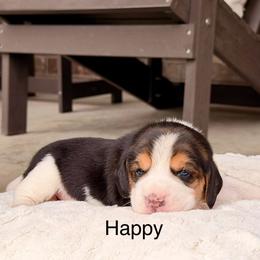 Happy - Black tan and white female Beagle puppy in Mansfield, Missouri from Rippee Creek Kennel