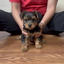 Yorkshire Terrier Puppies from Russell Puppies