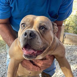 Silver Willow of Dousinbury Creek - Olde English Bulldogge