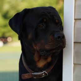 Ruger - Rottweiler