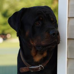 Ruger - Rottweiler