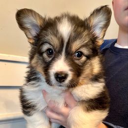 Pink Collar Girl Blair - Black and tan Pembroke Welsh Corgi puppy in Paris, Kentucky from Flat Run Corgis