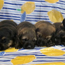 German Shepherd Puppies from Aydt's Shepherds and Training LLC
