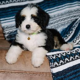 Charro - Tri-color male Bernedoodle puppy in Grove, Oklahoma from Grand Lake Poodles & Doodles