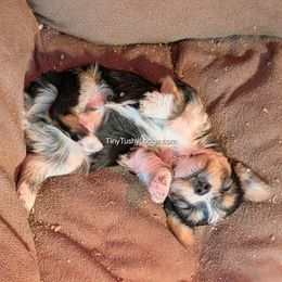 AKC Traditional boy - Blue and gold male Yorkshire Terrier puppy in Greencastle, Indiana from Tiny Tushy Lodge