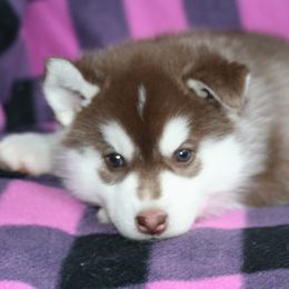 German Shepherd and Siberian Husky Puppies from Sstar Siberians