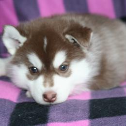 German Shepherd and Siberian Husky Puppies from Sstar Siberians