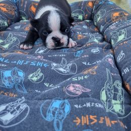 Boy 1) Hercules - Black and white male Boston Terrier puppy in Mesa, Arizona from Lehi Valley Boston Terriers