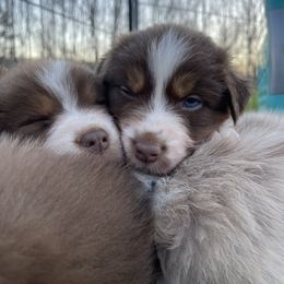 Australian Shepherd Puppies from Quiet Cove Kennels