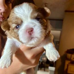 CKC Susie - Chocolate and tan female Shih Tzu puppy in Skipperville, Alabama from Nay Nay’s Babies