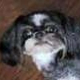 Fayleen - Shih Tzu