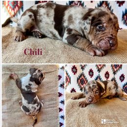 Chili - Red merle female Catahoula Leopard Dog puppy in Washington from Coweeman Catahoulas