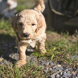Cash (Johnny Cash) - Parti male Poodle puppy in Ten Mile, Tennessee from Bella's Beauties Moyen Poodles