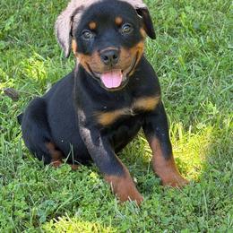 Dark pink collar - Black and mahogany female Rottweiler puppy in Industry, Illinois from KDKs Kennels