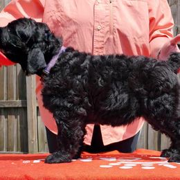 Boy 1 - Black male Black Russian Terrier puppy in Hernando, Florida from Dark Paradise