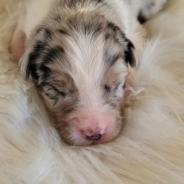 Mercy - Blue merle female Australian Shepherd puppy in Bangs, Texas from Red Wagon Aussies