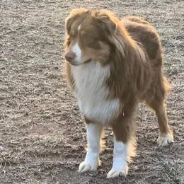 Kai - Australian Shepherd