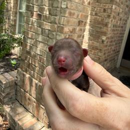 Pink collar liver - Liver female Miniature Schnauzer puppy in Temple, Texas from Schnauzers Of Taylor