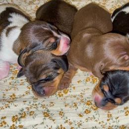 Dachshund Puppies from Drift & Dash Dachshunds