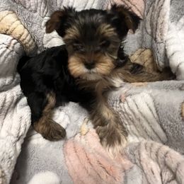 "Boy a lot of white " Yorkshire Terrier Puppies from Becky Harriman's Yorkshire Terriers