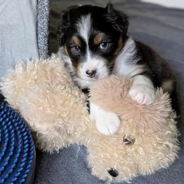 Splash - Black tri-color female Australian Shepherd puppy in Rhode Island from Ocean Cliff Aussies