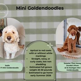 Upcoming Goldendoodle Litter - Red  female Goldendoodle puppy in Layton, Utah from Gracious Doodle Dogs