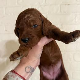 Sunrise - Red  female Poodle puppy in Mount Vernon, Illinois from AMC Poodles