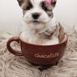 Companion Cross, Havanese, Mal-Shi, Maltese, Maltipoo, Morkie, and Shih Tzu Puppies from Seeking Shalom Acres Maltese, Maltipoos & Havamalts