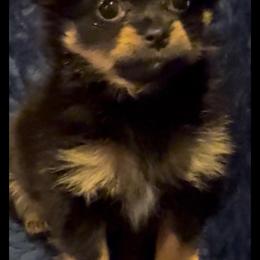 Sandy - Black and tan female Companion Cross puppy in Jackson, New Jersey from Peapod Pomeranians