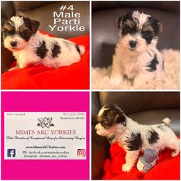 Yorkshire Terrier Puppies from Mimi’s AKC Yorkies