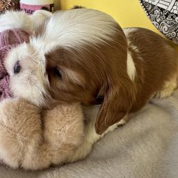 Bran - Blenheim male Cavalier King Charles Spaniel puppy in Tunbridge, Vermont from Solheimar