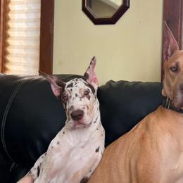 Great Danes and Rottweilers from Eastern Mountain Danes & Rottweilers