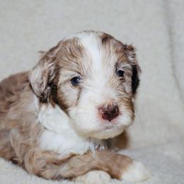 Toffee - Chocolate merle male Bernedoodle puppy in Ohio from Moore Doodles