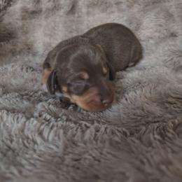 Milkyway - Chocolate and tan female Dachshund puppy in Opelika, Alabama from Dachshund Darlins