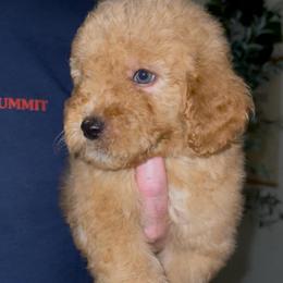 Gruene Hall (Lone Star State litter) - Red  male Goldendoodle puppy in Hopkins County, Texas from Boutique Doodles