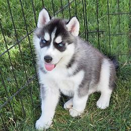 DELLA'S MALE 4 - Black and white male Siberian Husky puppy in Manilla, Iowa from Bruck's Siberian Huskies