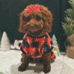 CANELA - Poodle