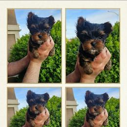 Rori - Black and tan male Yorkshire Terrier puppy in Moses Lake, Washington from Harmony Hills Yorkies