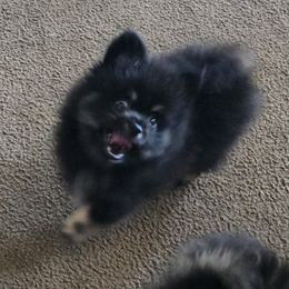 Pomeranian Puppies from Petite Poms