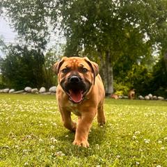 Green - Brown male Boerboel puppy in Callicoon, New York from Southern Pride Boerboels