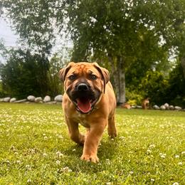 Green - Brown male Boerboel puppy in Callicoon, New York from Southern Pride Boerboels