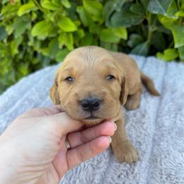 Black Collar Boy - Golden male Golden Retriever puppy in Salt Lake City, Utah from Deseret Peak Goldens