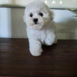 Pink - White female Bichon Frise puppy in Henryville, Indiana from Sweetwaterbichonfriseandpoodles.com