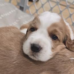 Welsh Springer Spaniels from Crimson Trail