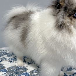 Cockapoo and Pomeranian All Grown Up from Luna Kennel